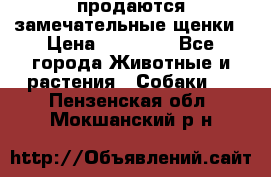 продаются замечательные щенки › Цена ­ 10 000 - Все города Животные и растения » Собаки   . Пензенская обл.,Мокшанский р-н